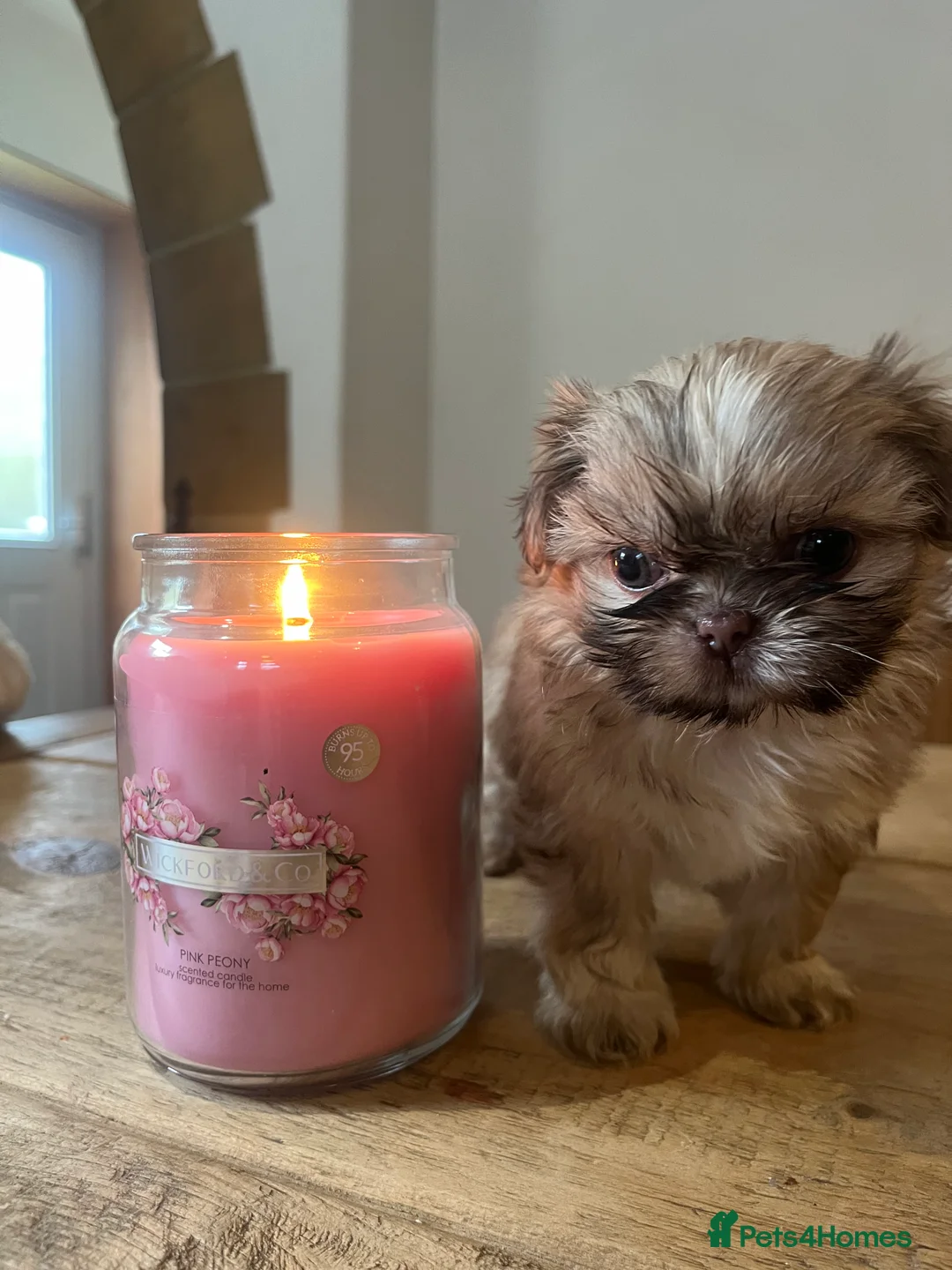 Shih Tzu dogs for sale: ✨Tiny Imperial Shih Tzu puppies ✨ - Advert 14