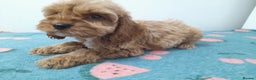 Cockapoo dogs for sale: Beautiful cockapoo puppies ready now - Advert 22