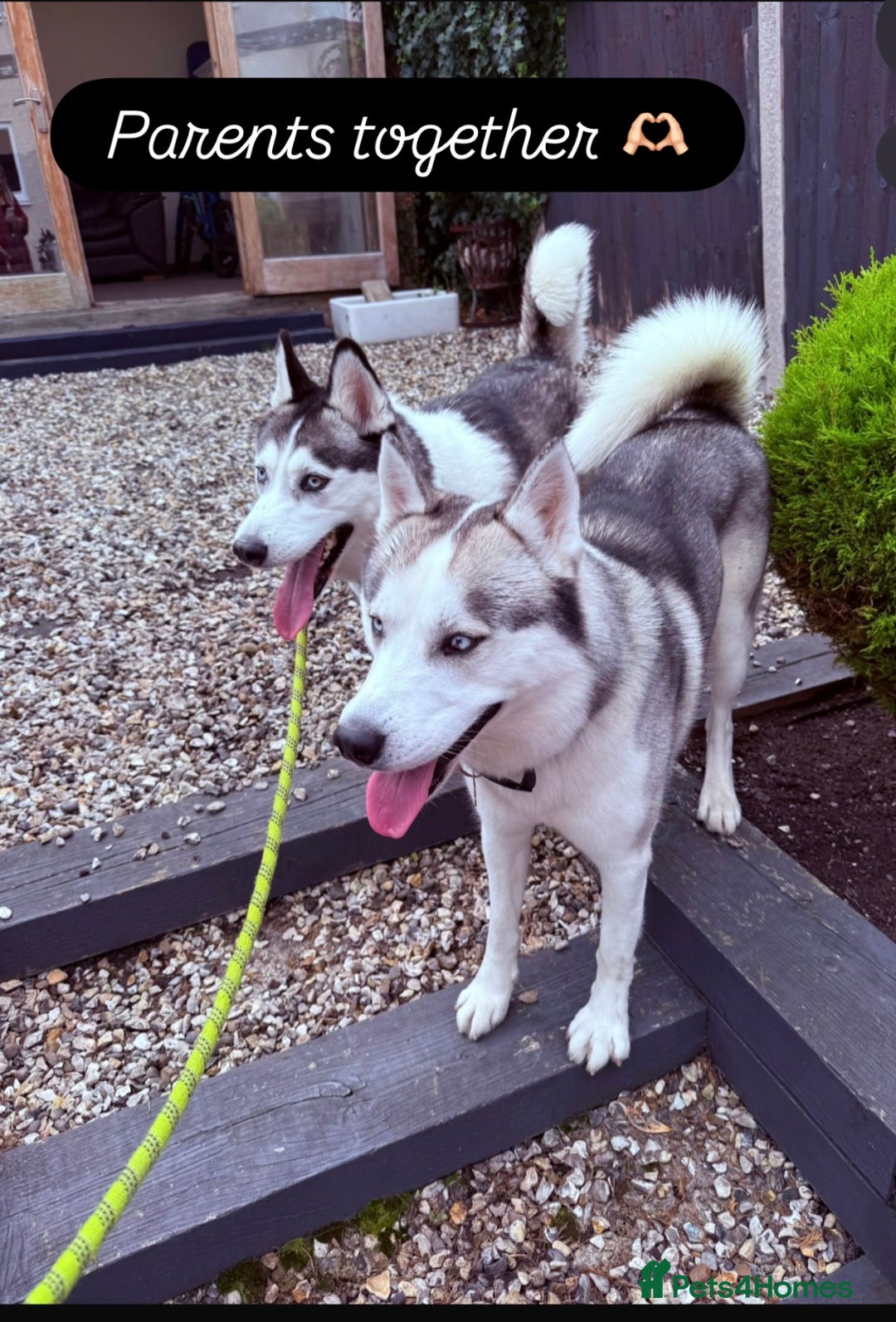 Siberian Husky dogs for sale: Beautiful Siberian Husky Puppies Ready to Reserve - Advert 9