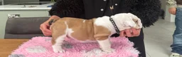 English Bulldog dogs for sale: Puppies looking for their forever homes - Advert 2