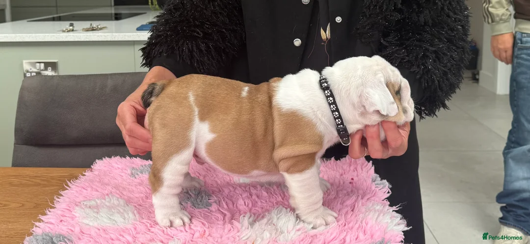 English Bulldog dogs for sale: Puppies looking for their forever homes - Advert 2