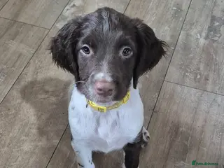 English Springer Spaniel dogs KC Reg English Springer Spaniel Pups FT heritage - Advert 3