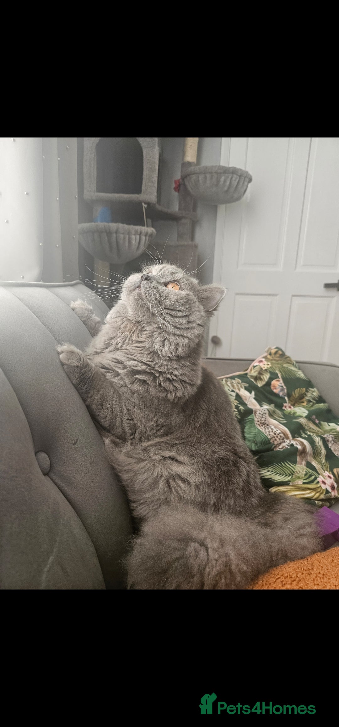 British Shorthair cats for sale: British Shorthair Cat Male Champion Bloodline - Image 2