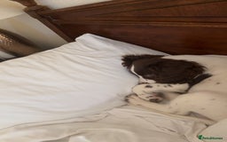 Sprocker dogs for sale: BENJI needs rehoming  - Image 2