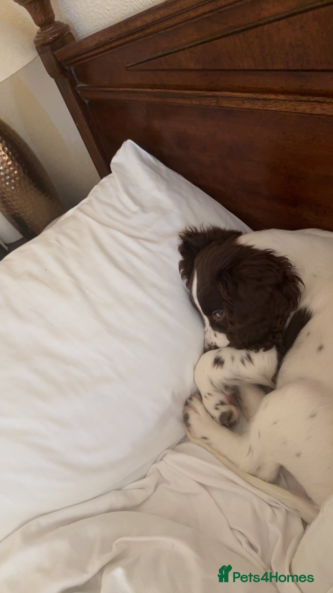 Sprocker dogs for sale: BENJI needs rehoming  - Image 2