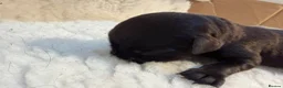 Labrador Retriever dogs for sale: Labrador puppies - Advert 9