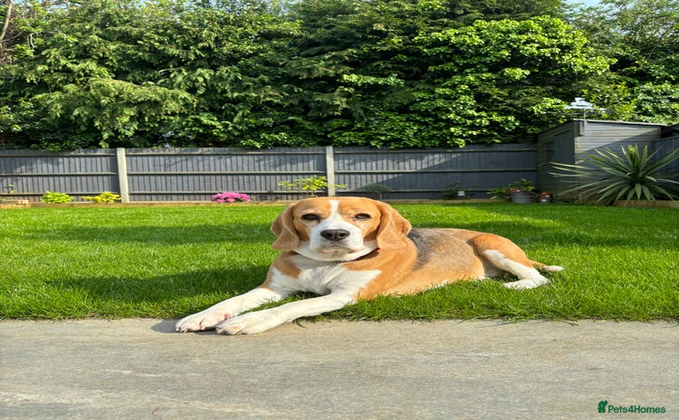Beagle dogs - Advert 2