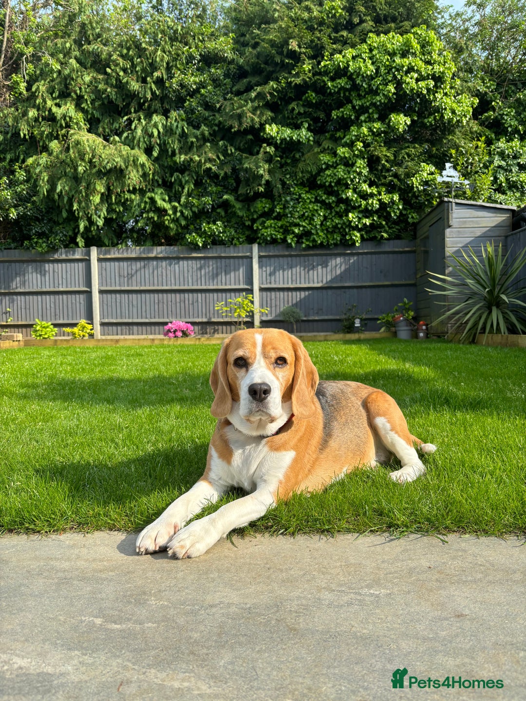 Beagle dogs for sale: Bella the Beagle - Image 1