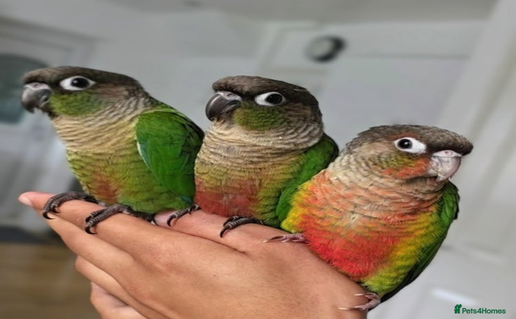 Parrots birds - Advert 1