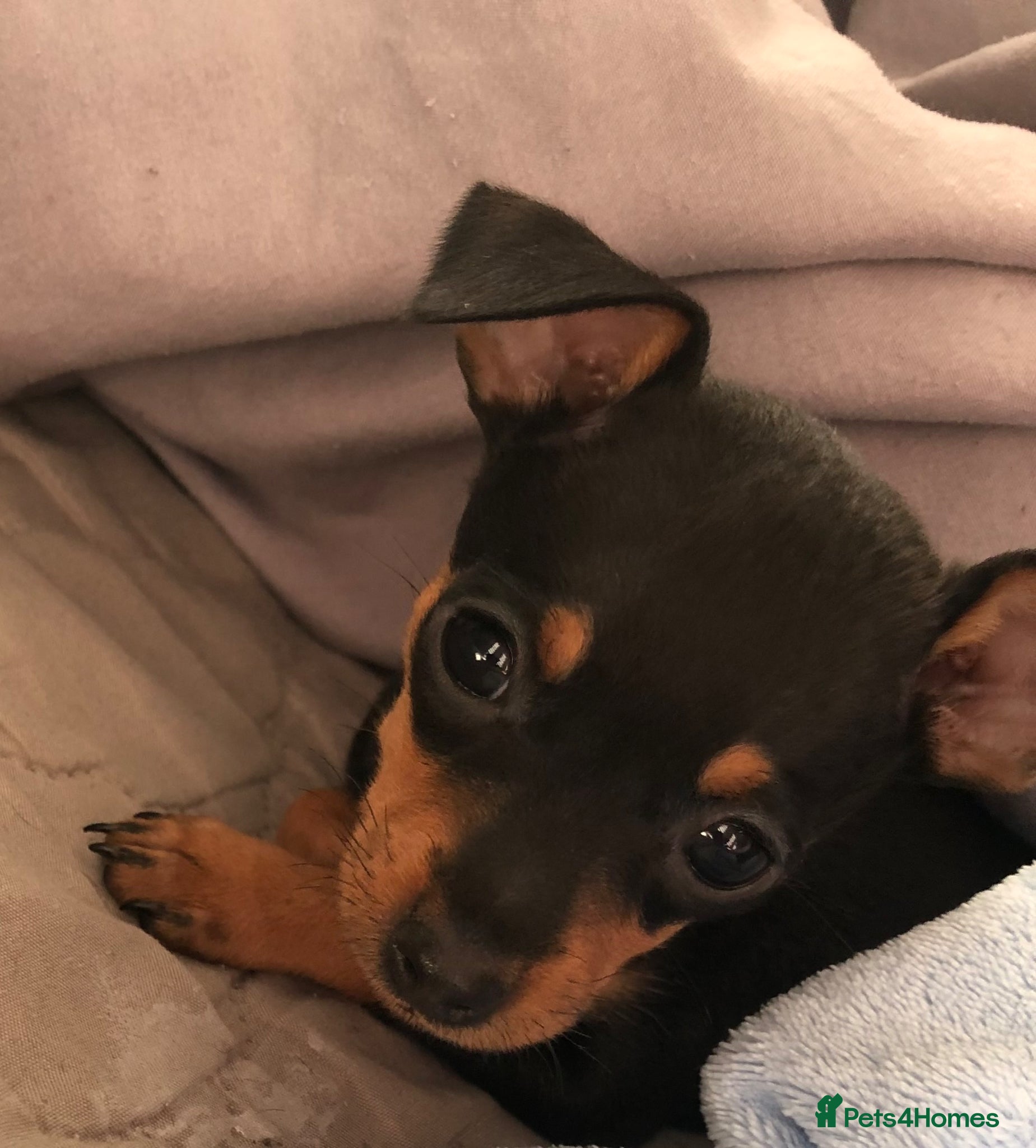 Miniature Pinscher dogs Beautiful 5generation pedigree min pin pupp - Advert 2