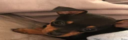 Miniature Pinscher dogs for sale: Beautiful 5generation pedigree min pin pupp - Advert 23