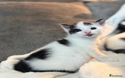 Domestic Shorthair cats for sale: Beautiful litter of kittens - Image 4