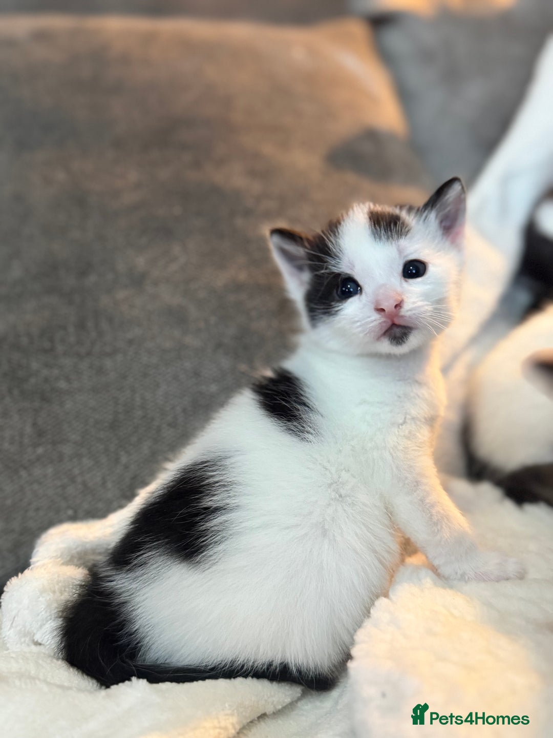 Domestic Shorthair cats for sale: Beautiful litter of kittens - Image 4