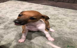 Italian Greyhound dogs for sale: 3/4 Italian greyhound 1/4 whippet puppies - Image 11