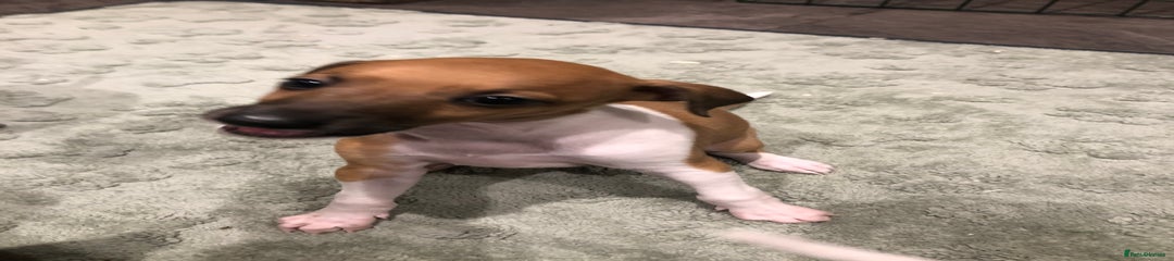 Italian Greyhound Puppy 3 (Fig)