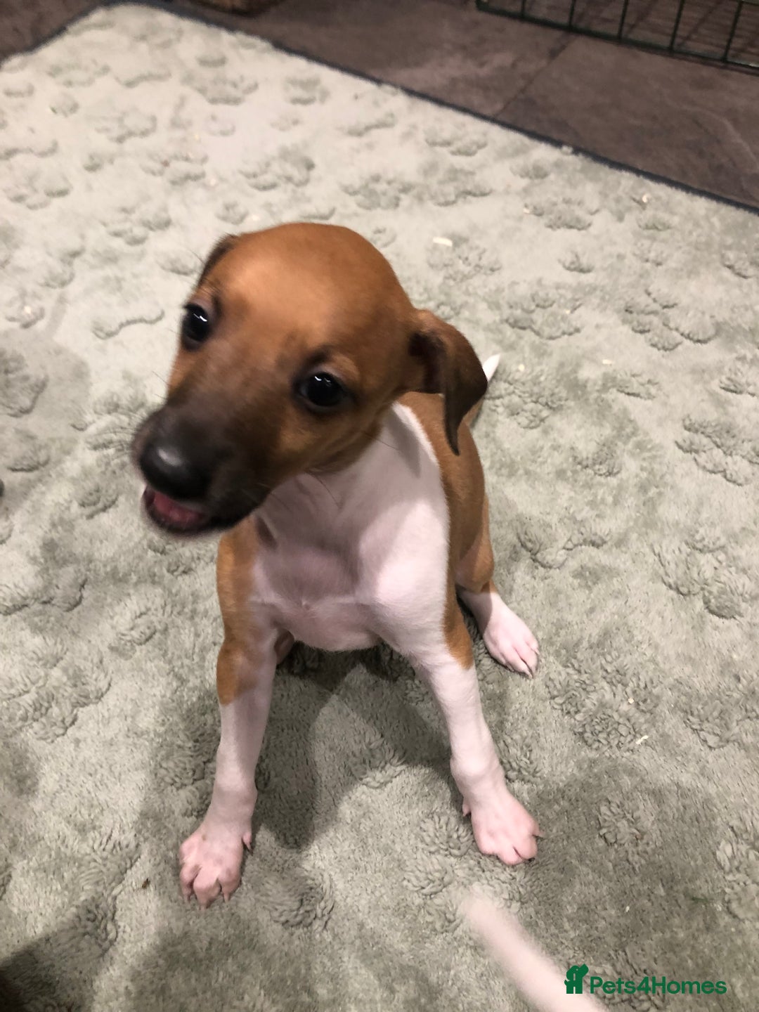 Italian Greyhound dogs for sale: 3/4 Italian greyhound 1/4 whippet puppies - Image 11
