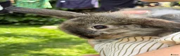 Mixed Breed rabbits for sale: Lop x lion head in London - Advert 9