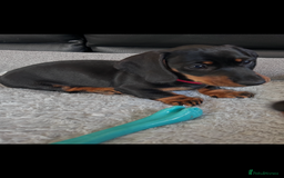 Miniature Dachshund dogs for sale: miniature Dachshund  - Advert 14