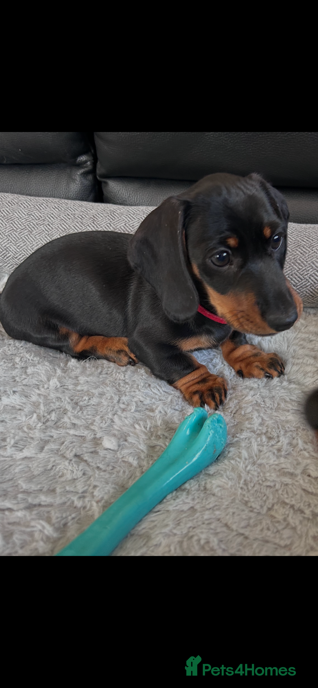Miniature Dachshund dogs for sale: miniature Dachshund  - Advert 14