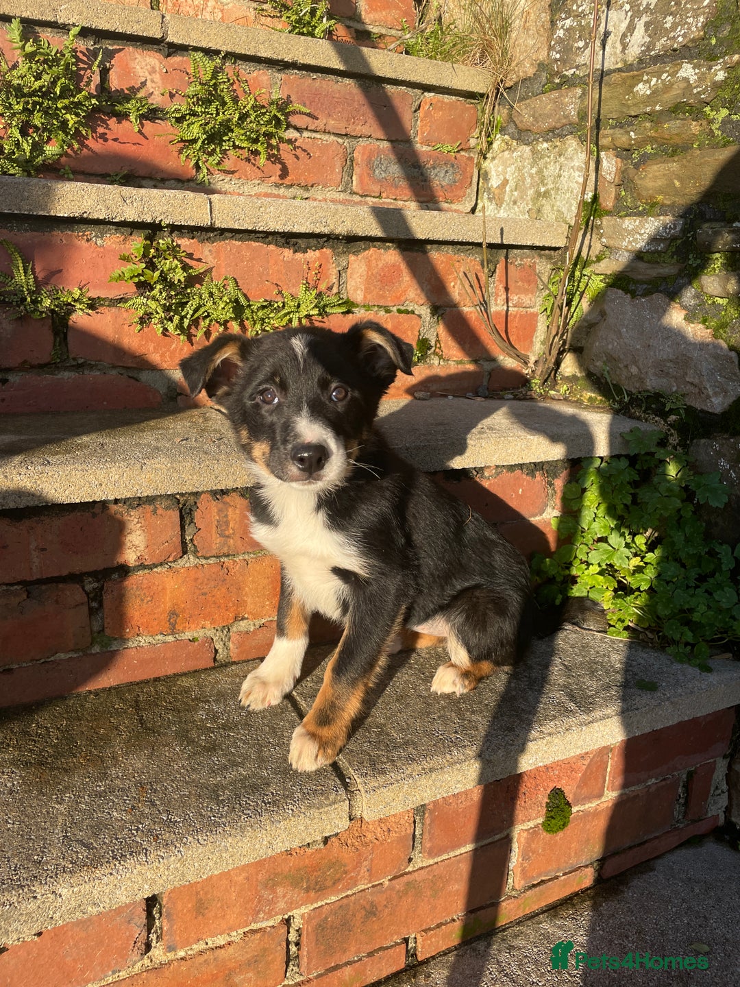 Border Collie dogs for sale: 3 Beautiful Sheepdog Puppies - Advert 12