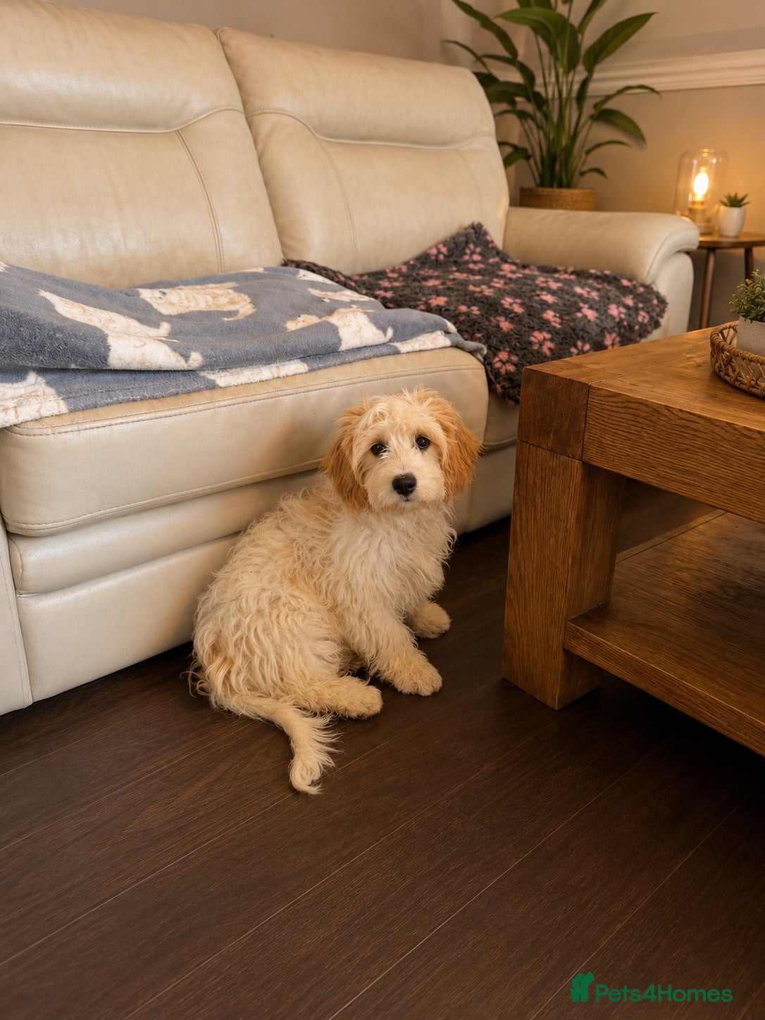 Cavachon dogs Two girls re available fully vaccinated  - Advert 3