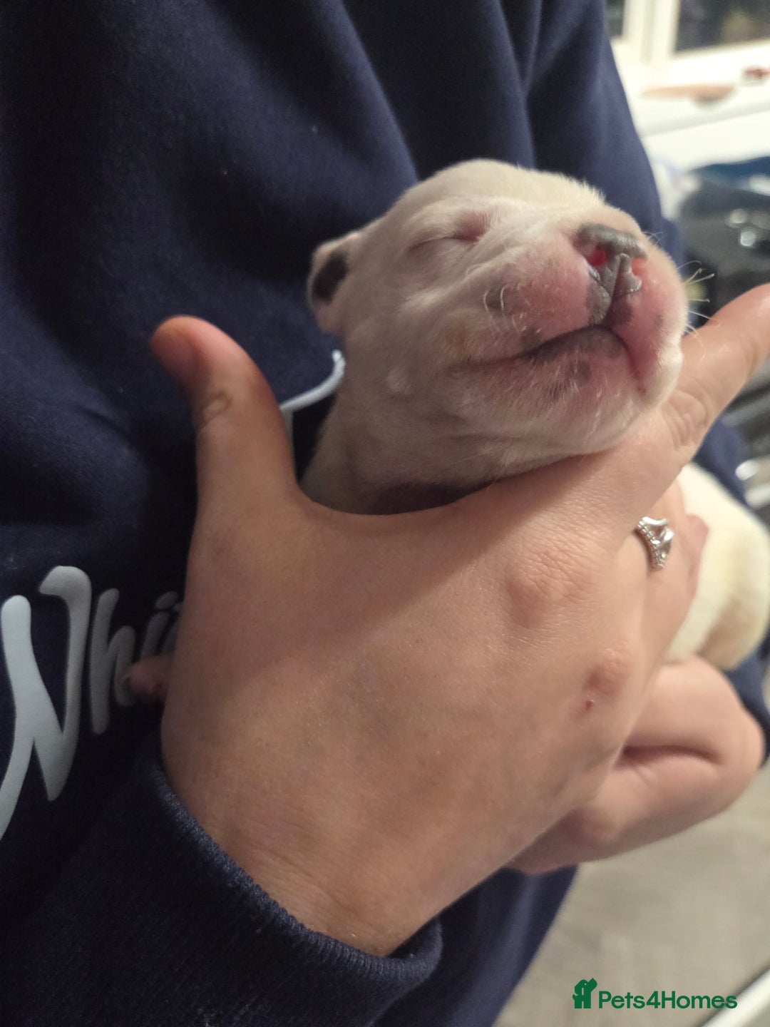 Staffordshire Bull Terrier dogs for sale: Blue staffie puppies 🐶  - Advert 2