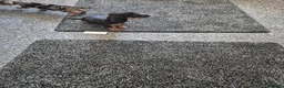 Miniature Dachshund dogs for sale: Miniature dachshund in Dalkeith - Advert 2