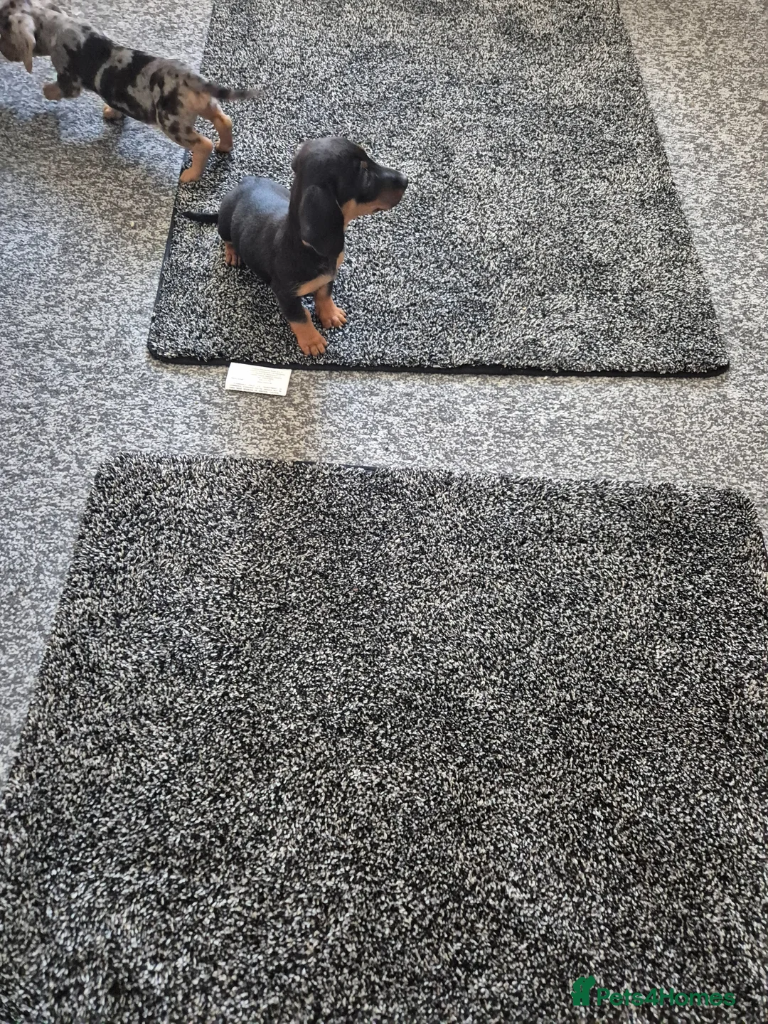 Miniature Dachshund dogs for sale: Miniature dachshund in Dalkeith - Advert 2