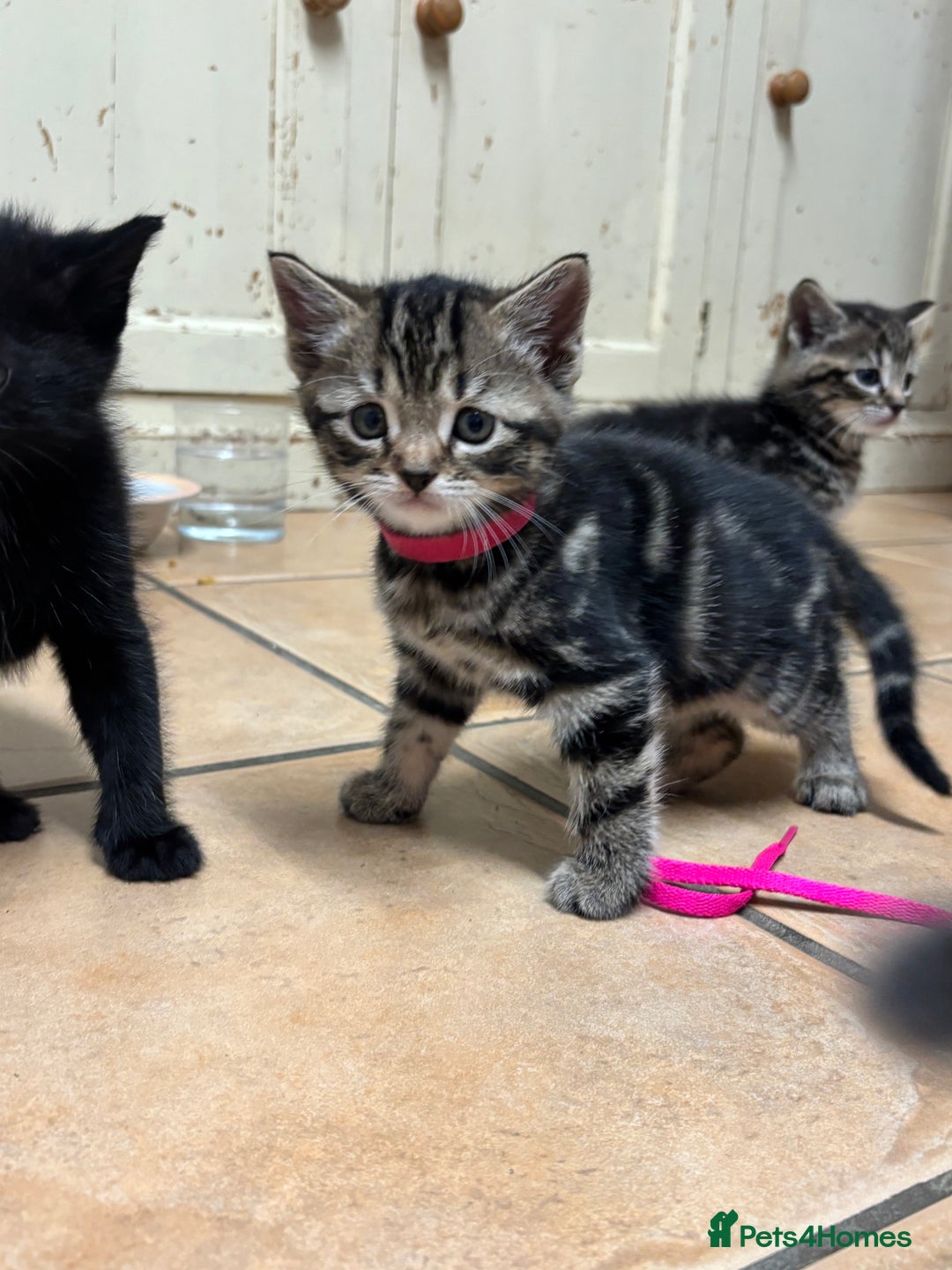 British Shorthair cats for sale: Kittens for sale - Advert 8