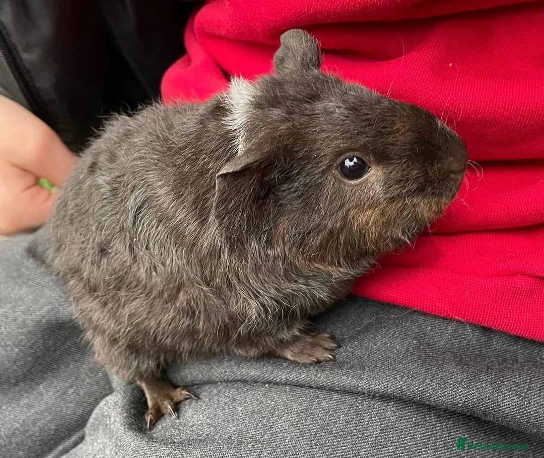 Guinea Pig rodents for sale: 3 baby guinea pigs!! - Image 2