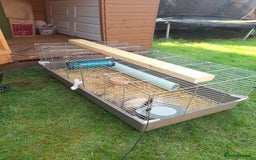 Ferret rodents for sale: X2 male ferrets free to good home - Image 4