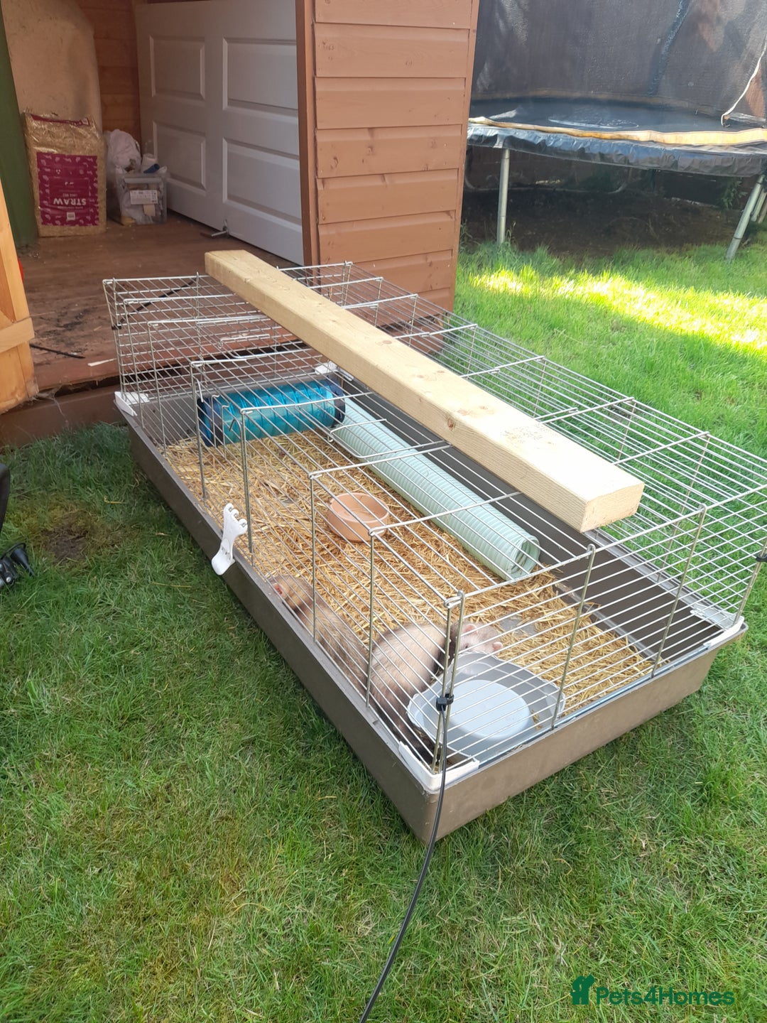 Ferret rodents for sale: X2 male ferrets free to good home - Image 4