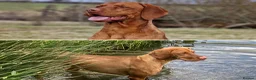 Hungarian Vizsla dogs for sale: 🌟Stunning, strong health tested KC pups 🌟  - Advert 21