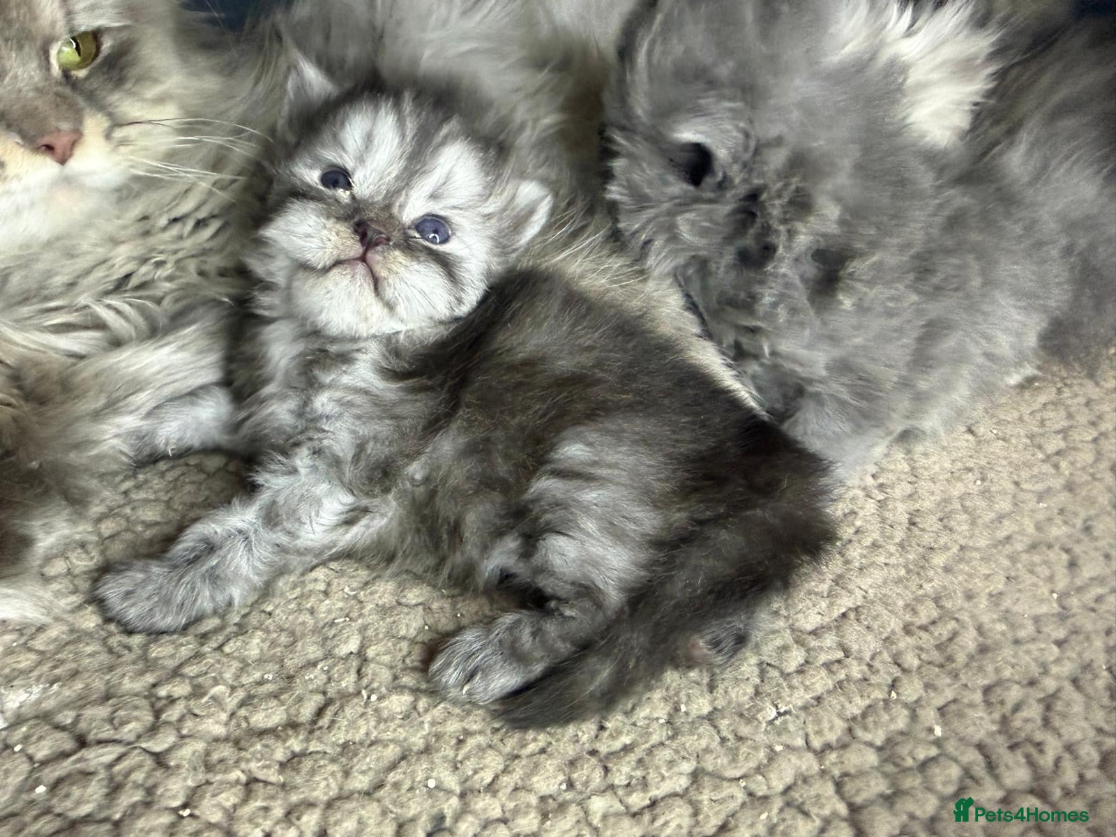 Persian cats Beautiful Persian babies - Advert 4