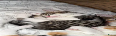 Maine Coon 1
