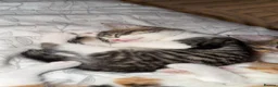 Maine Coon cats for sale: Mainecoon kittens  - Advert 18