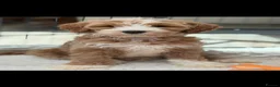Labradoodle dogs for sale: Australian Labradoodles - Fully health tested - Advert 14
