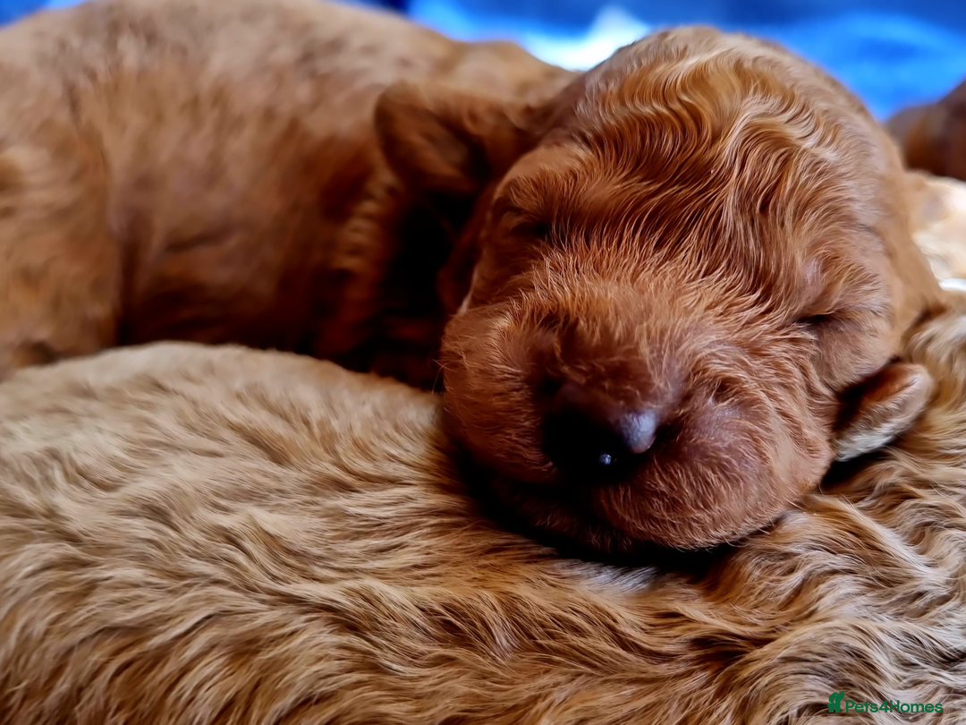 Maltipoo dogs for sale: Beautiful Maltipoo puppies,seeking furever home 🐾 - Advert 1