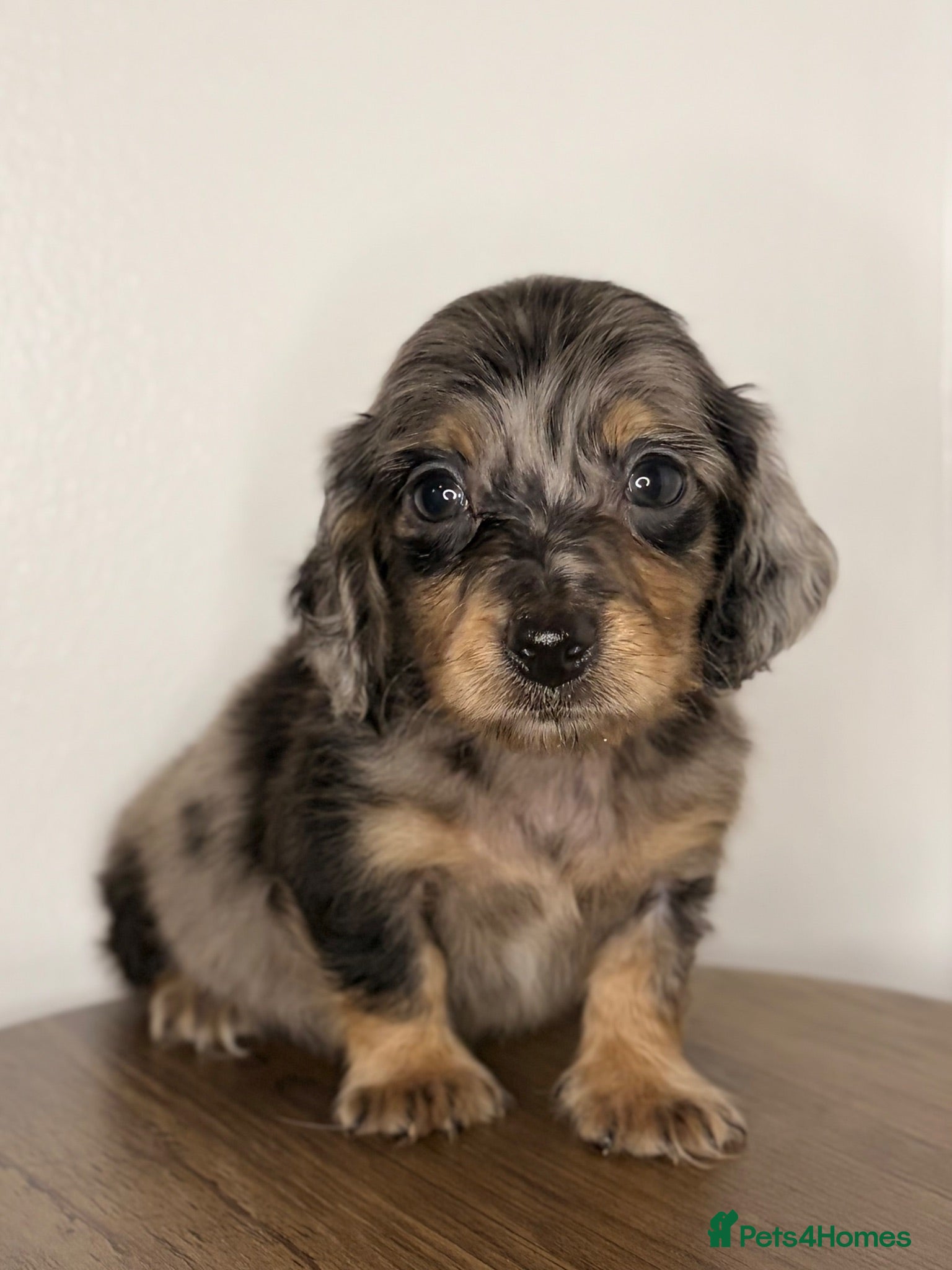 Miniature Dachshund dogs KC Reg Longhaired Miniature Dachshunds  - Advert 5