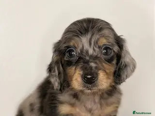 Miniature Dachshund dogs KC Reg Longhaired Miniature Dachshunds - Advert 5
