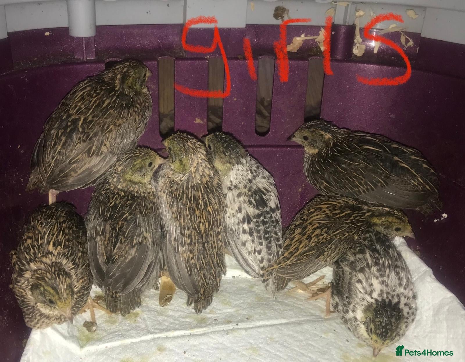 Quail poultry SEXED QUAILS/CHINESE PAINTED BUTTONS ! - Advert 23