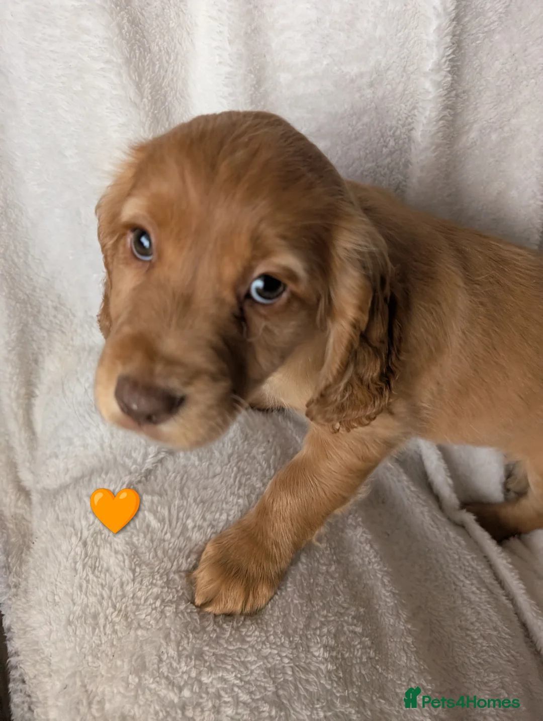 Cocker Spaniel dogs for sale: Cockerspaniel puppies ready soon! - Advert 21
