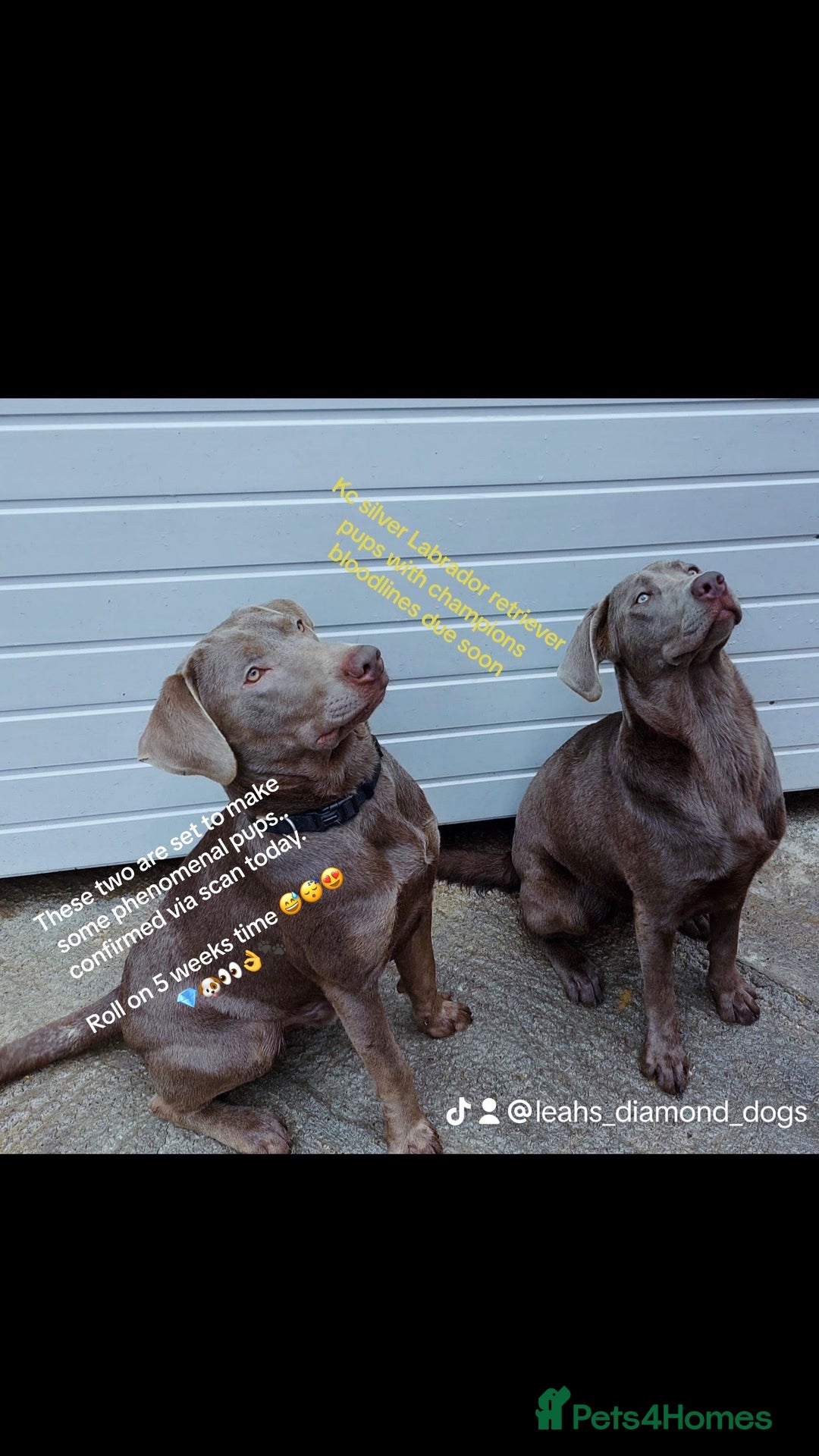 Labrador Retriever dogs for stud: Kc silver lab, multi international champion dna - Image 1