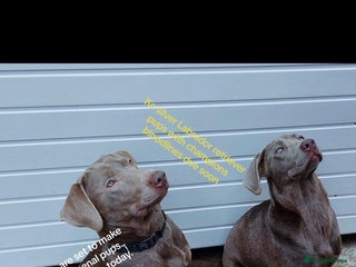 Labrador Retriever dogs - Advert 28