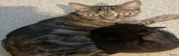 British Shorthair cats for sale: 3 Female kittens for sale  in Amersham - Advert 1