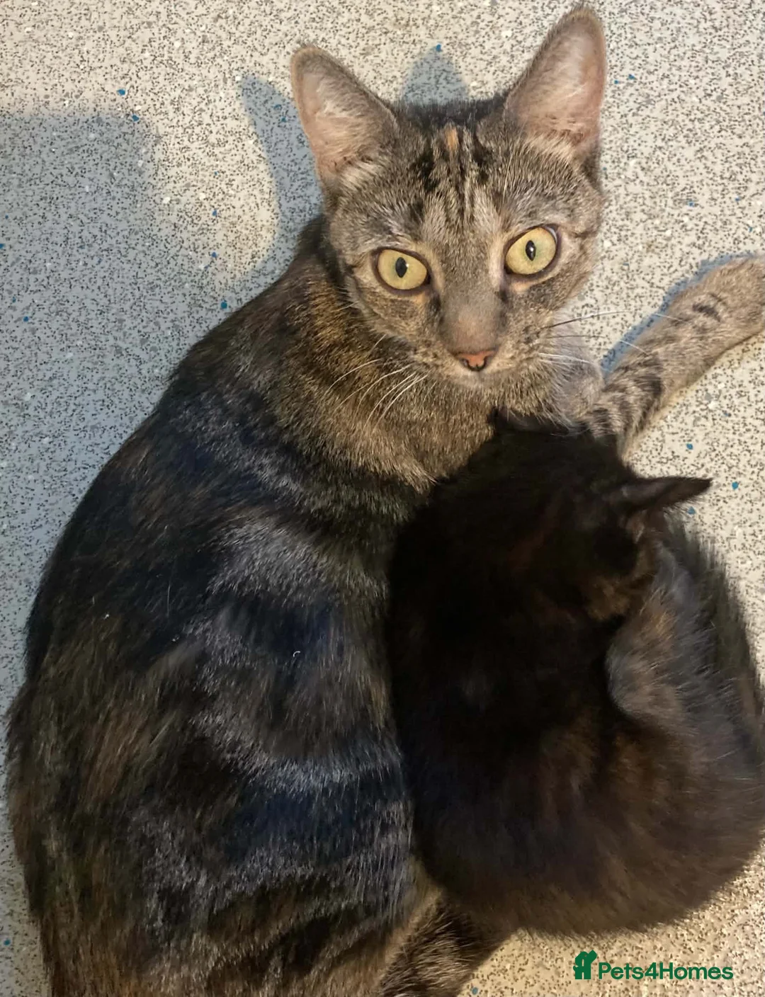 British Shorthair cats for sale: 3 Female kittens for sale  in Amersham - Advert 1