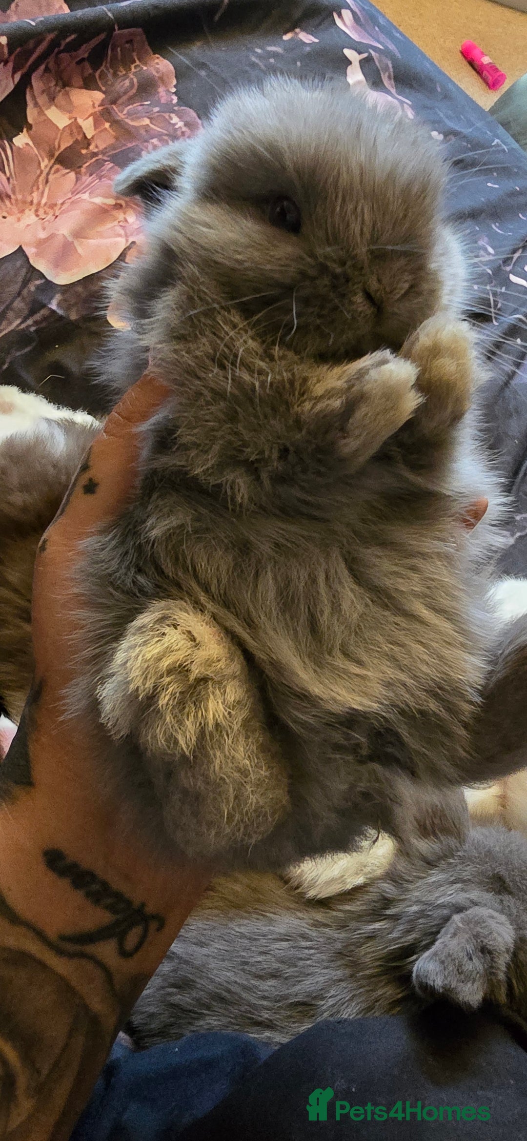 Mini Lop rabbits for sale: Stunning baby lops!  in Stone - Image 15
