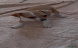 Chihuahua dogs for sale: ONLY 4 LEFT! Chihuahuas £650-£700 “Boys & Girls’ - Image 12