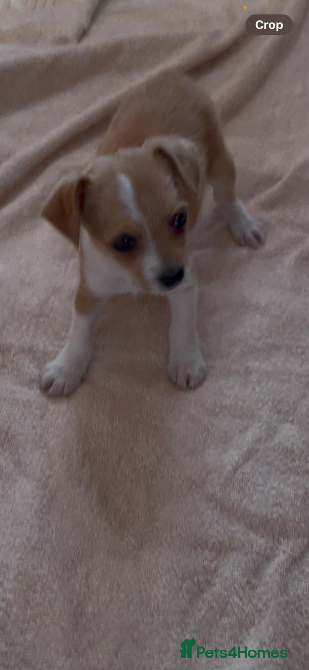Chihuahua dogs for sale: ONLY 4 LEFT! Chihuahuas £650-£700 “Boys & Girls’ - Image 12