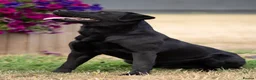 Labrador Retriever dogs for sale: WAITING LIST - KC Reg Labradors  - Advert 3
